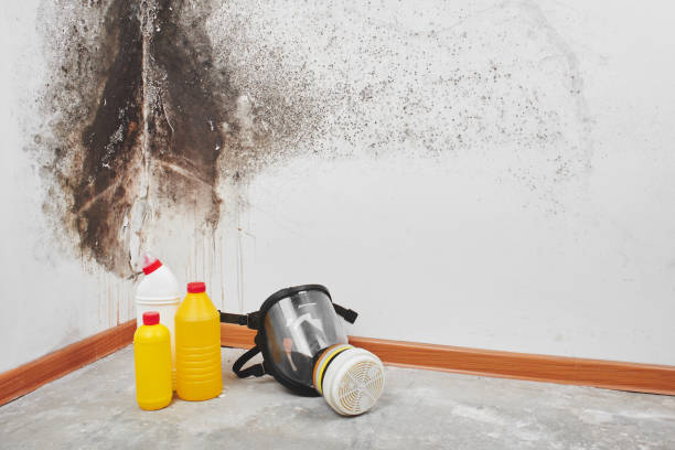 Best Toxic Mold Removal  in Mcsherrystown, PA