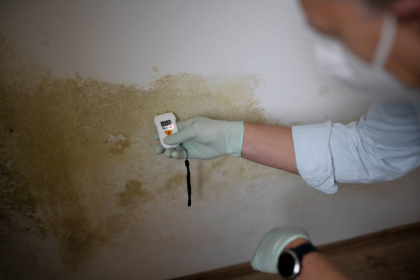 Best Local Mold Removal Service  in Mcsherrystown, PA