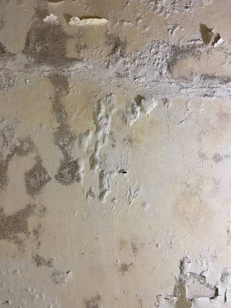 Best Professional Mold Removal  in Mcsherrystown, PA