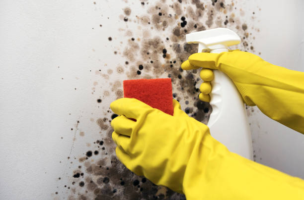 Best Best Mold Removal Companies  in Mcsherrystown, PA