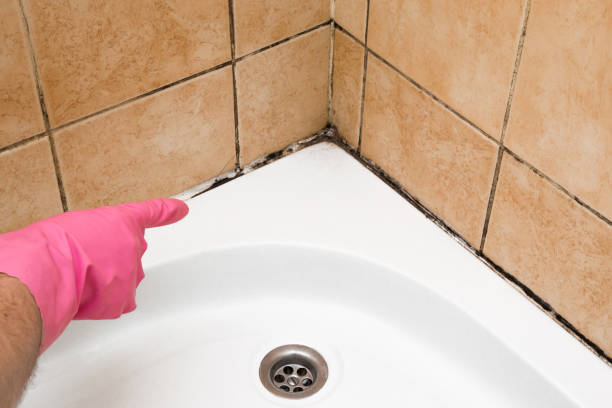 Best Same-Day Mold Removal  in Mcsherrystown, PA